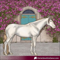 Horse Color:White Spotted Smoky Grullo Pearl 