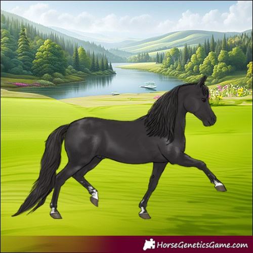 Horse Color:Smoky Black 