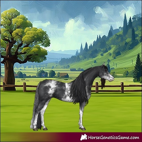 Horse Color:White Spotted Black Tobiano 