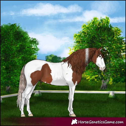 Horse Color:Chestnut Splash Tobiano 