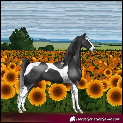 Horse Color:Black Splash Tobiano 