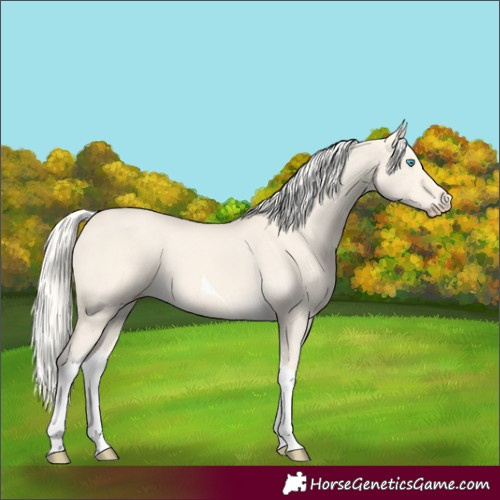 Horse Color:Cremello Dun Tobiano 