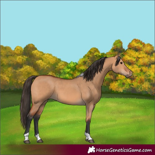 Horse Color:Bay Dun Tobiano 