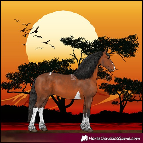 Horse Color:Bay Tobiano 