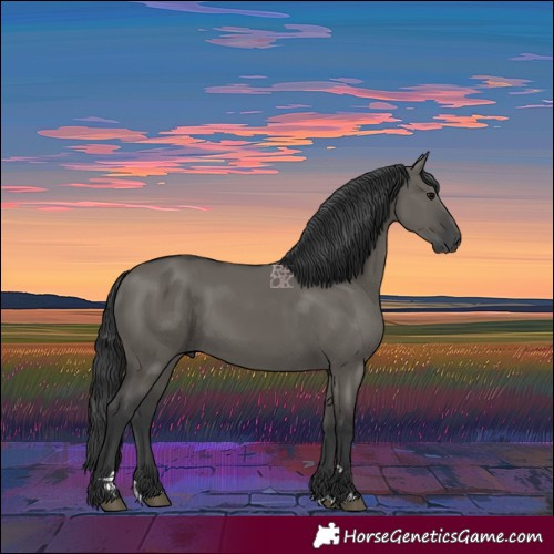 Horse Color:Grullo 