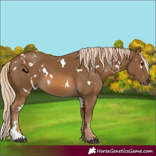Horse Color:Unknown