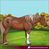 Horse Color:Chestnut Tobiano
