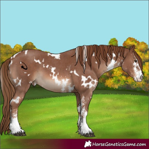 Horse Color:White Spotted Chestnut Sabino 