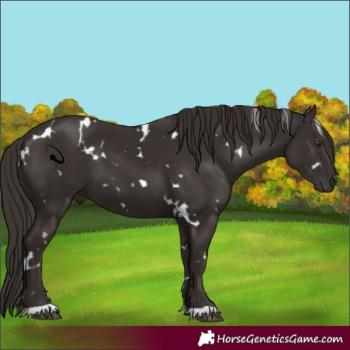 Horse Color:Unknown 