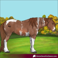 Horse Color:Chestnut Sabino Tobiano