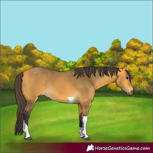 Horse Color:Buckskin Tobiano Rabicano