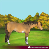 Horse Color:Buckskin Tobiano Rabicano