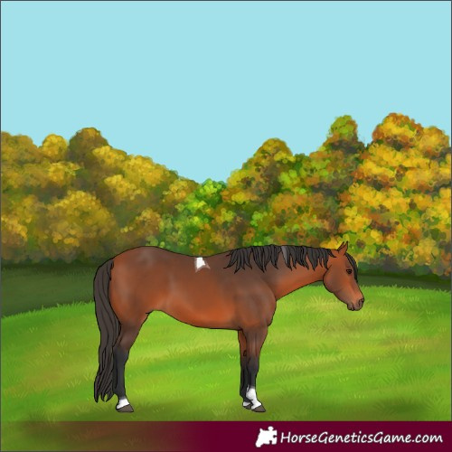 Horse Color:Unknown 