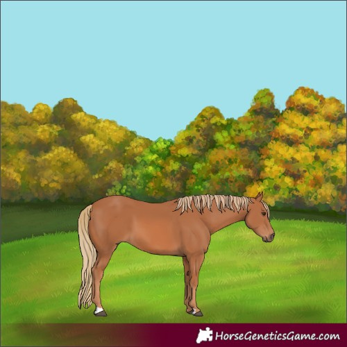 Horse Color:Unknown 