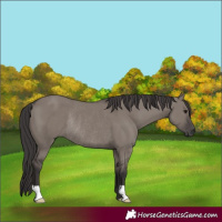 Horse Color:Unknown 