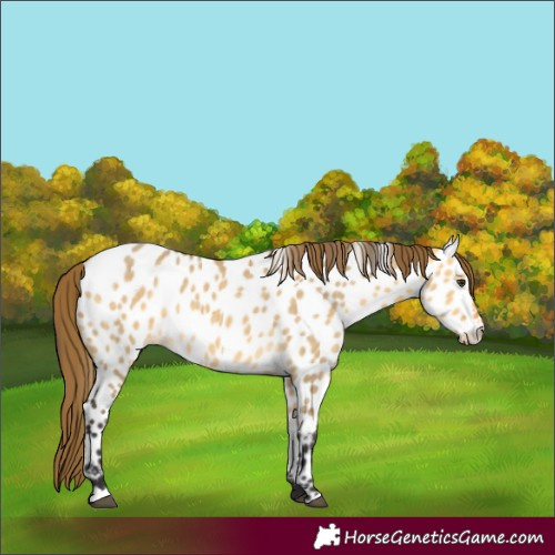 Horse Color:Unknown 