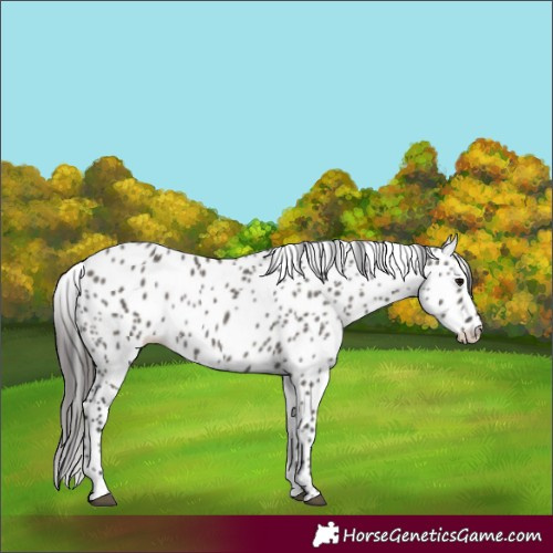 Horse Color:Unknown 