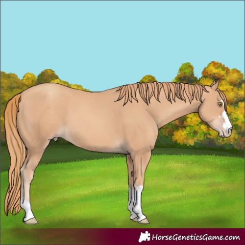 Horse Color:Gold Champagne 