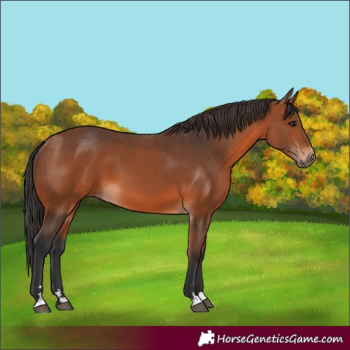 Horse Color:Bay 