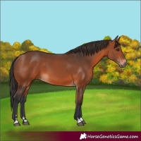 Horse Color:Bay 