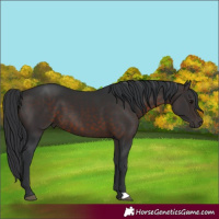 Horse Color:Brown 