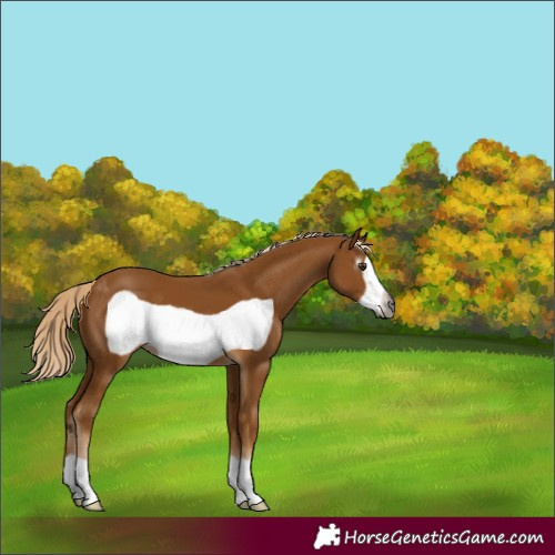 Horse Color:Gray Palomino Frame