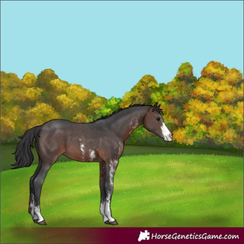 Horse Color:Brown Sabino 