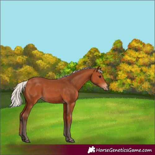 Horse Color:Silver Bay