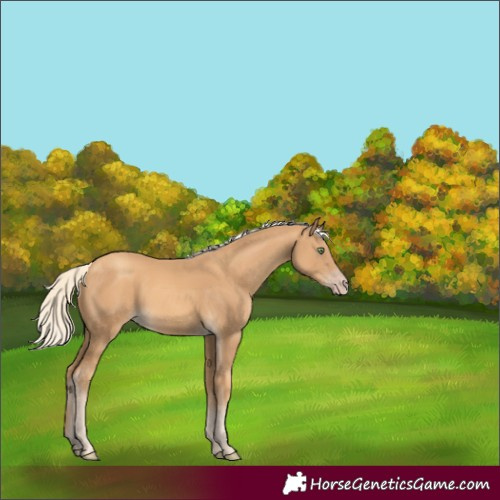Horse Color:Gold Cream Champagne