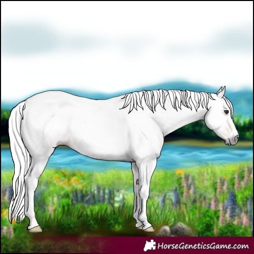 Horse Color:Gray Chestnut Tobiano 
