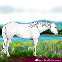Horse Color:Gray Chestnut Tobiano
