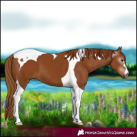 Horse Color:Gray Chestnut Tobiano