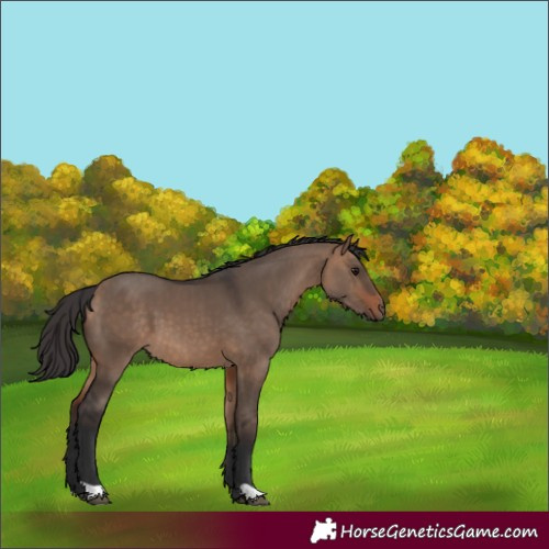 Horse Color:Bay Dun 