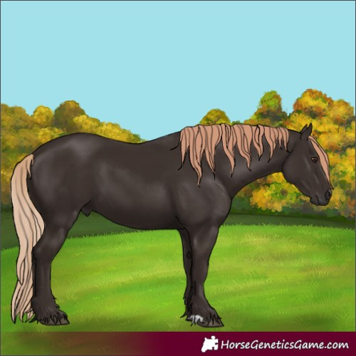 Horse Color:Liver Chestnut 