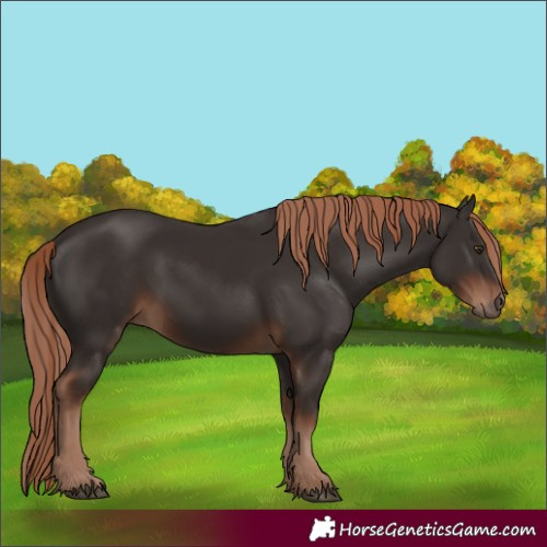 Horse Color:Liver Chestnut 
