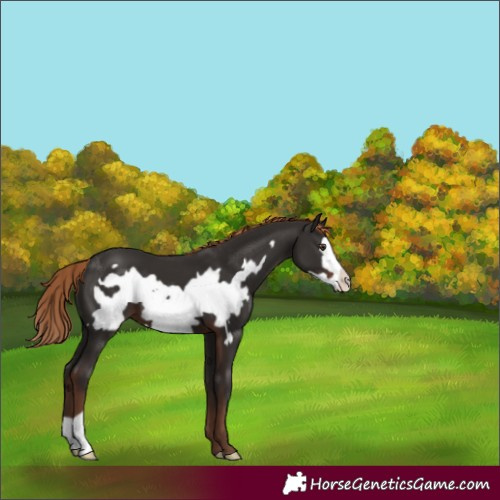 Horse Color:Liver Chestnut Frame 