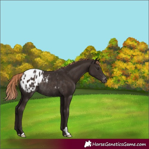 Horse Color:Liver Chestnut Appaloosa Rabicano 