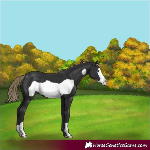 Horse Color:Liver Chestnut Frame 