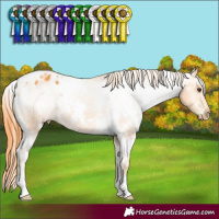 Horse Color:Watercolor White Spotted Liver Chestnut Appaloosa