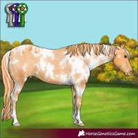 Horse Color:Watercolor White Spotted Liver Chestnut Appaloosa 