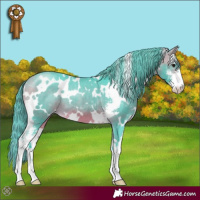 Horse Color:Watercolor White Spotted Buckskin Sabino Appaloosa 