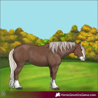 Horse Color:Silver Black Splash 