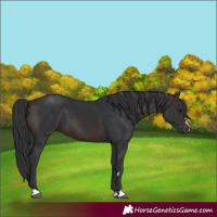 Horse Color:Brown 