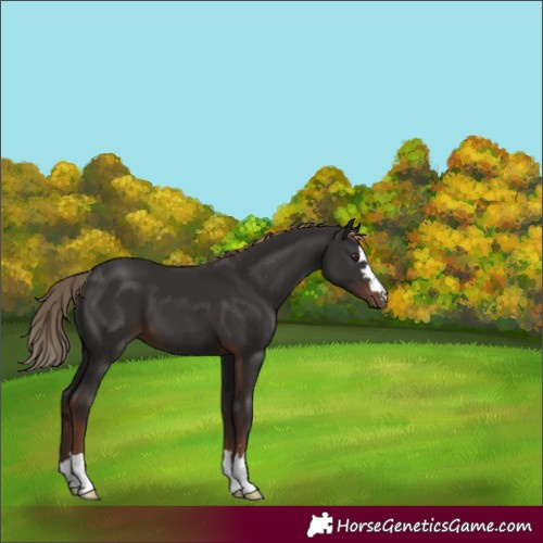 Horse Color:Liver Chestnut