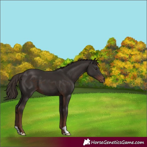 Horse Color:Liver Chestnut