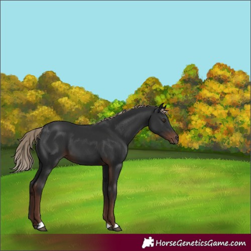 Horse Color:Liver Chestnut