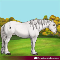 Horse Color:Platinum Liver Chestnut Pearl Varnish Rabicano