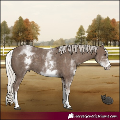 Horse Color:White Spotted Silver Black 