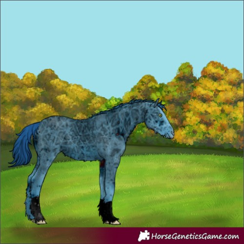 Horse Color:ERROR: UNKNOWN ANOMALY