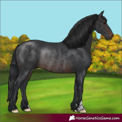 Horse Color:Brown Rabicano 